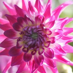Dahlias, Dahlia Types, dahlia Varieties, Cactus Dahlias, Semi Cactus Dahlias, Decorative Dahlias, Pompon Dahlias, Ball Dahlias, Anemone Dahlias, Collarette Dahlias, Mignon Dahlias, Single Dahlias, Peony Dahlias, Orchid Dahlias, Waterlily Dahlias